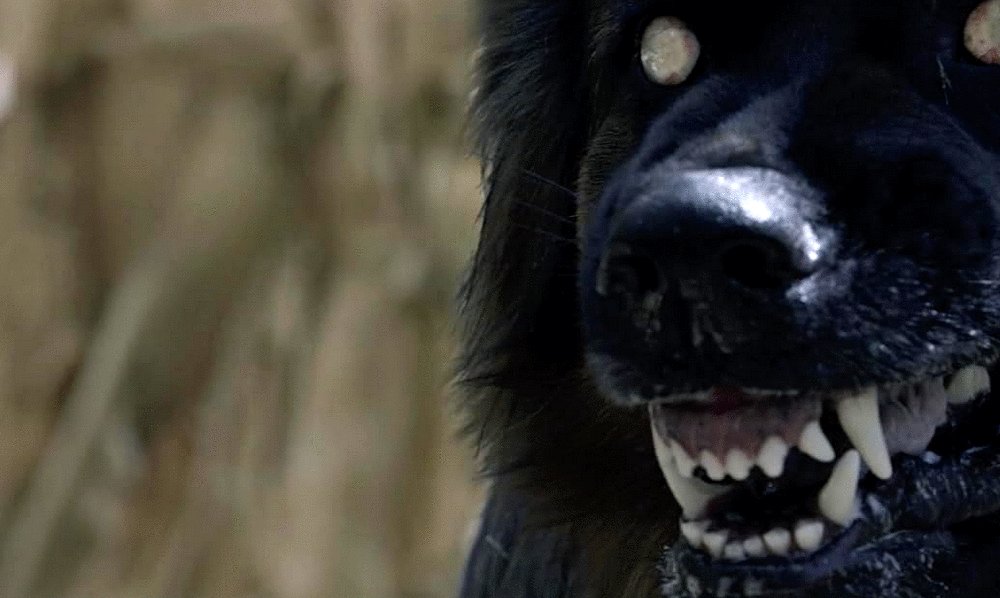 Photo du film The Dogs [2025]