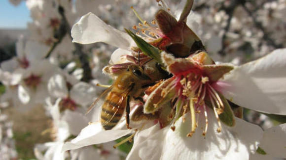 Photo du film More Than Honey [2012]