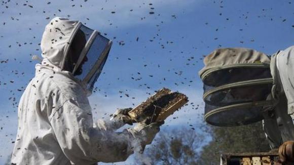 Photo du film More Than Honey [2012]