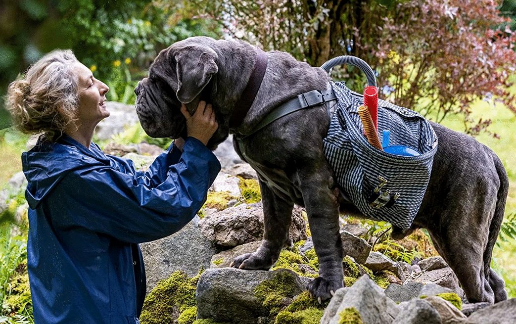 Photo du film A Cat's Life [2023]