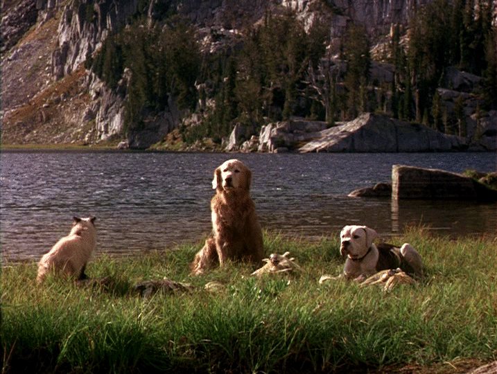Photo du film Homeward Bound: The Incredible Journey