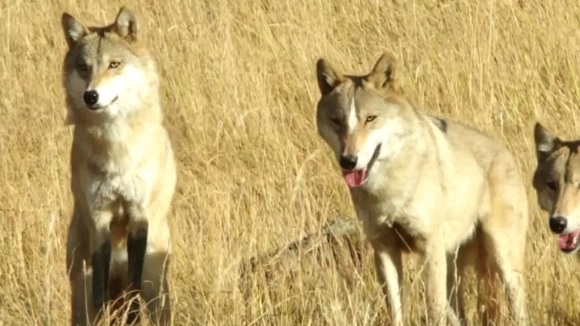 Photo from the movie Wolf Totem [2014]
