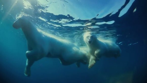 Photo from the movie Les merveilles de l'Arctique