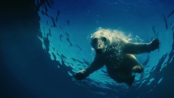 Photo from the movie Les merveilles de l'Arctique