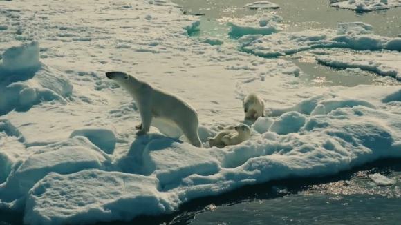 Photo from the movie Les merveilles de l'Arctique