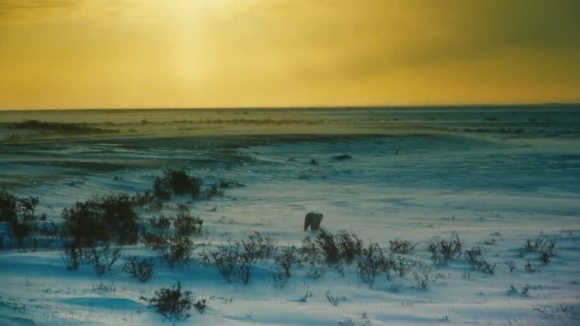 Photo from the movie Les merveilles de l'Arctique