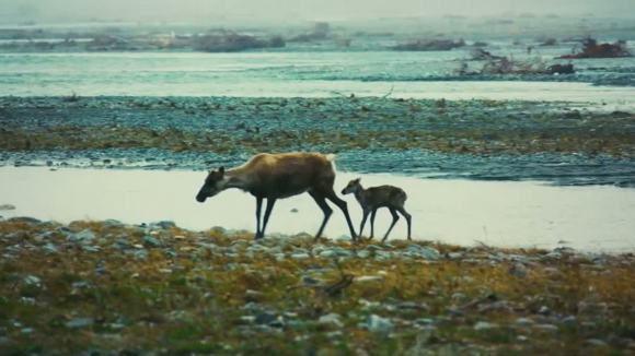 Photo from the movie Les merveilles de l'Arctique