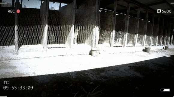 Photo du film The Dog Lover