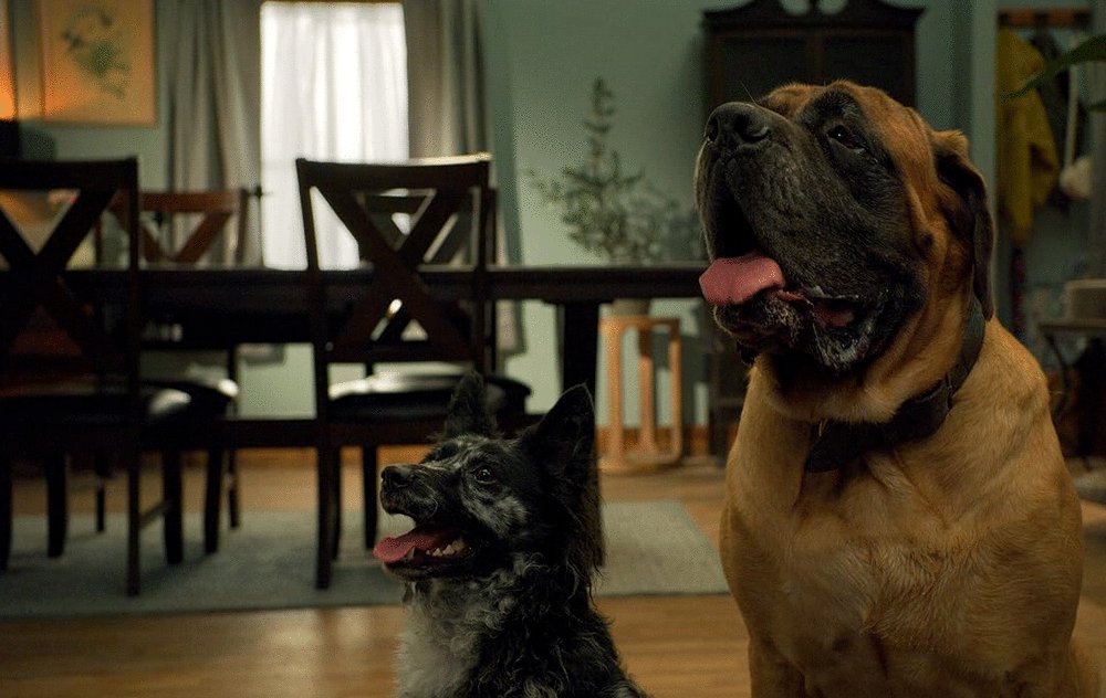 Photo du film Match Me If You Can