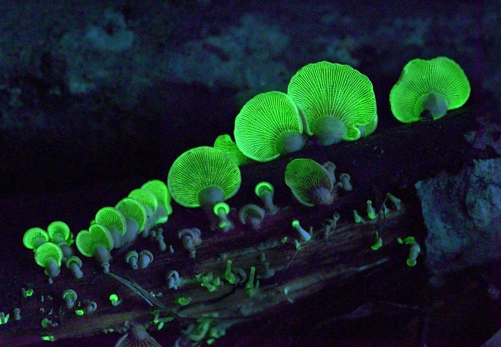 Photo du film Attenborough's Life That Glows