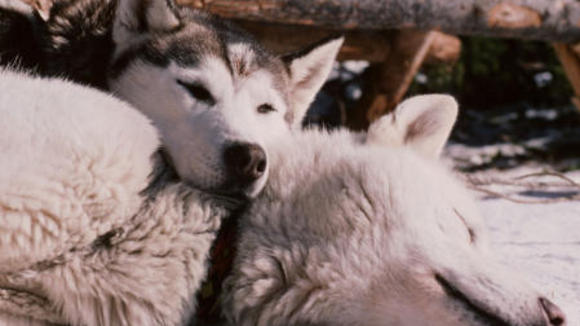 The Last Trapper 2004 By Nicolas Vanier