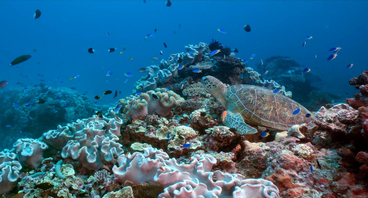 Photo du film Coral Sea