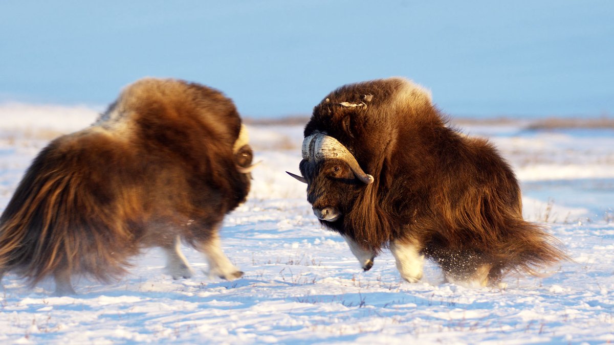 Photo from the movie The Arctic: Our Last Great Wilderness [2020]