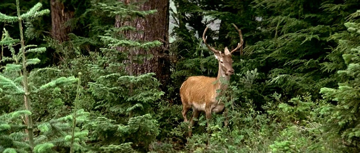 Photo from the movie Voyage au bout de l'enfer