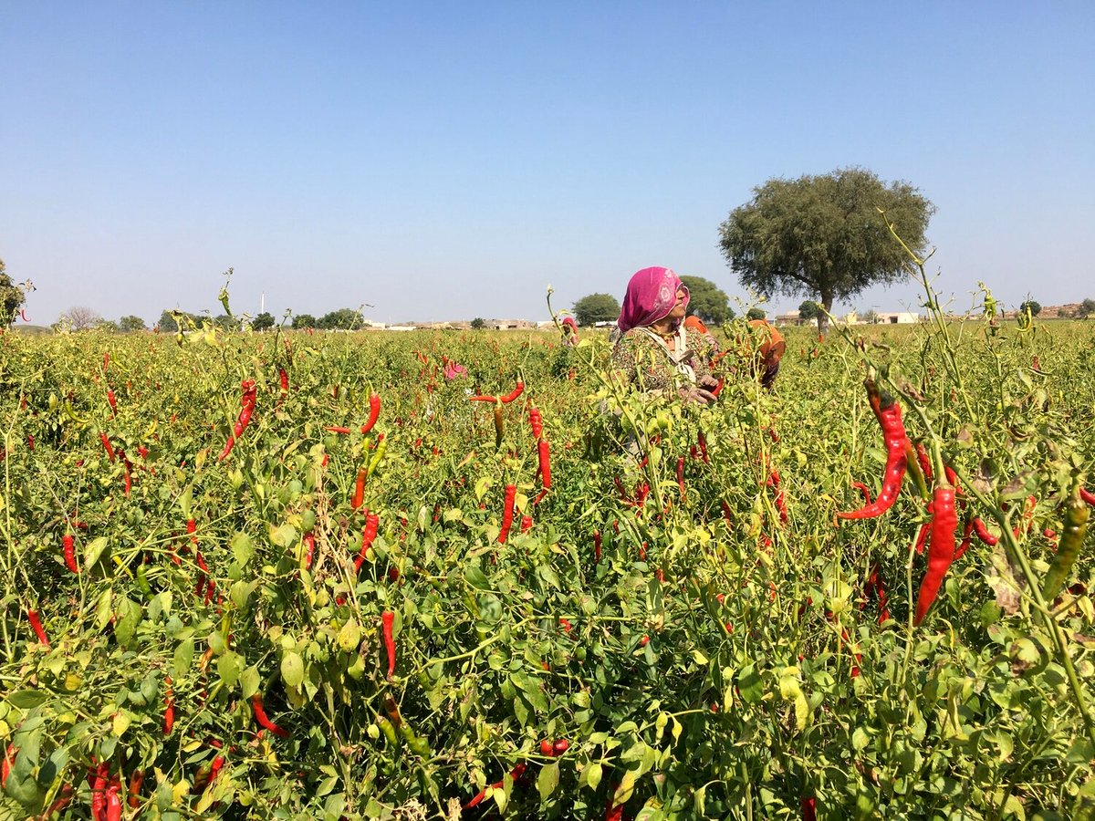 Photo from the movie Chiliheads, fous de piments forts [2021]