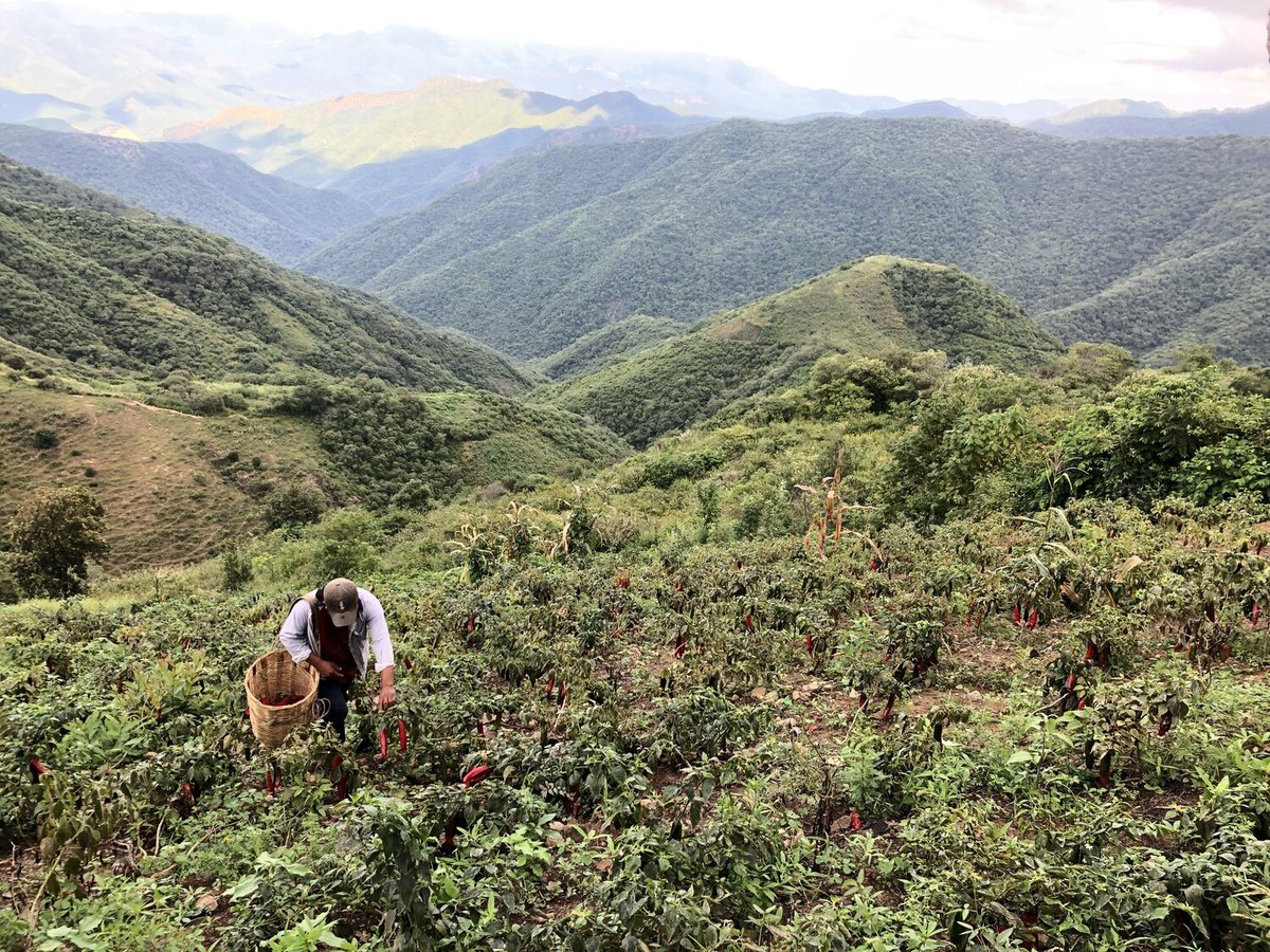 Photo from the movie Chiliheads, fous de piments forts [2021]