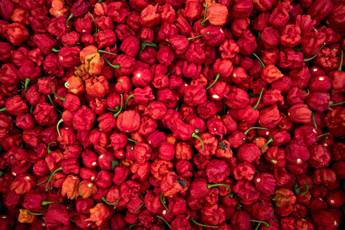 Photo from the movie Chiliheads, fous de piments forts [2021]