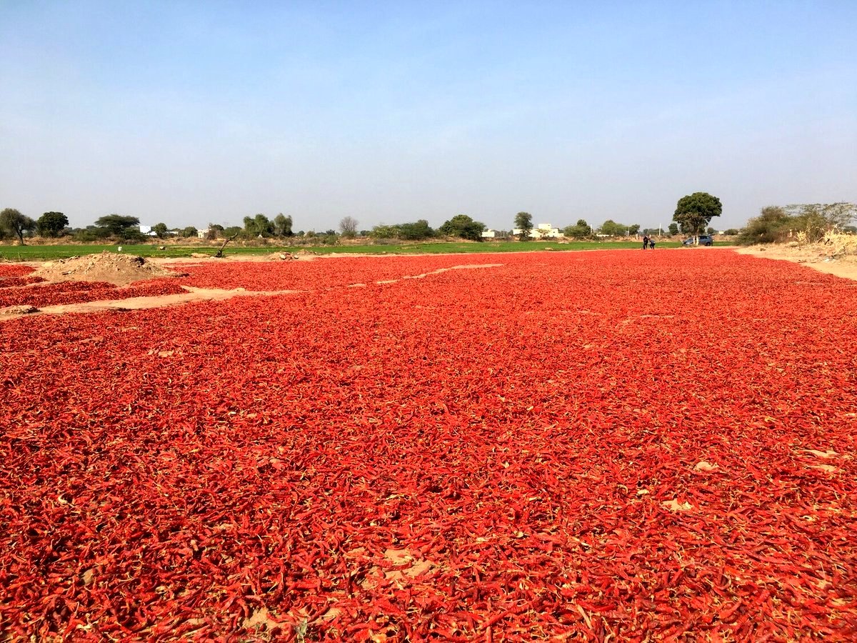 Photo from the movie Chiliheads, fous de piments forts [2021]