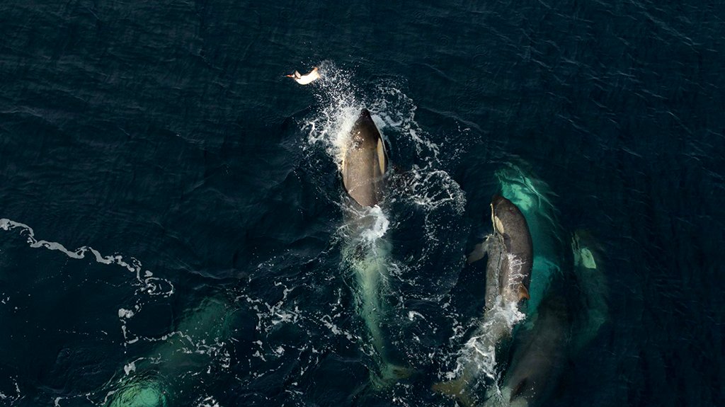 Photo du film Our Planet