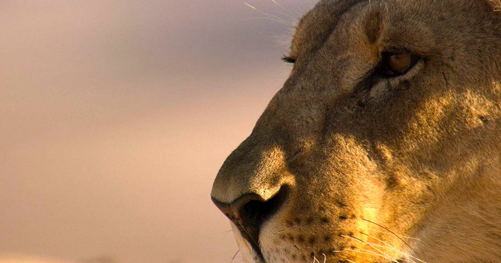 Photo du film Our Planet