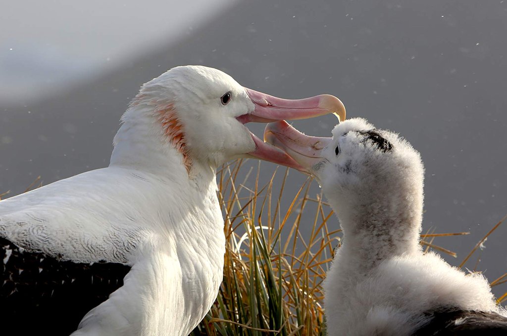Photo du film Our Planet