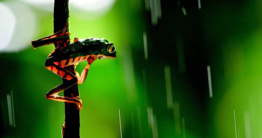 Photo du film Our Planet