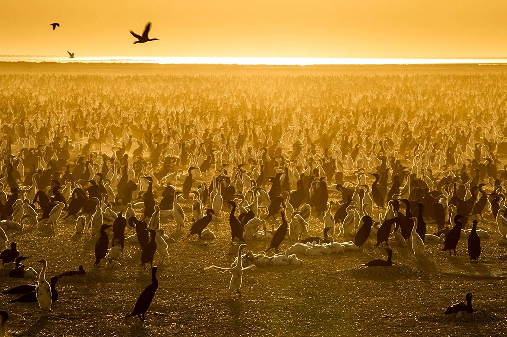 Photo du film Our Planet