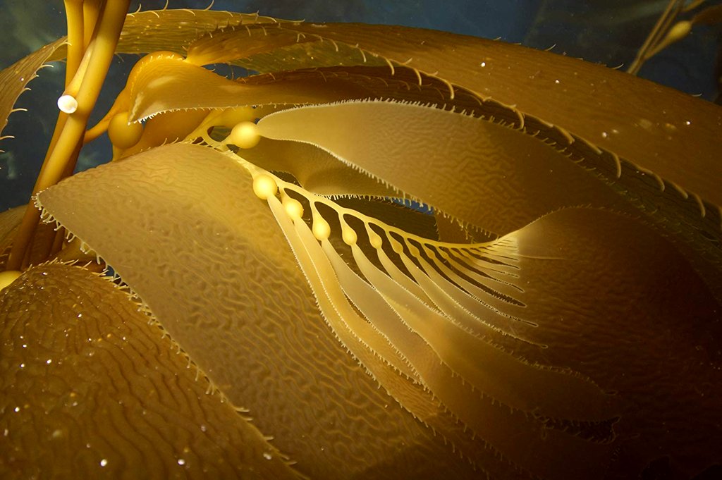 Photo du film Our Planet