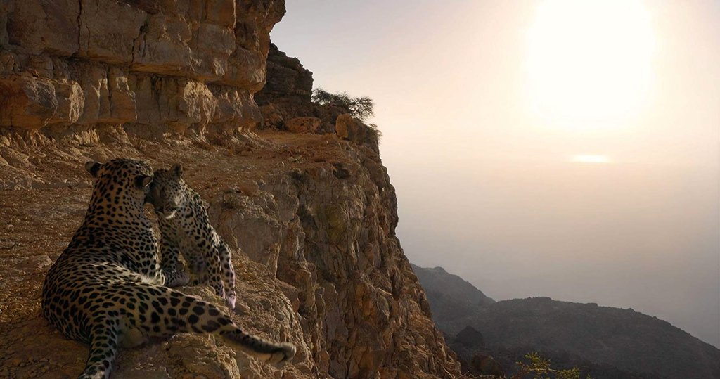 Photo du film Our Planet