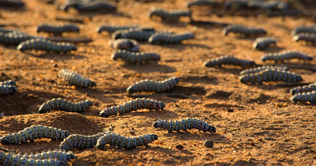 Photo du film Our Planet