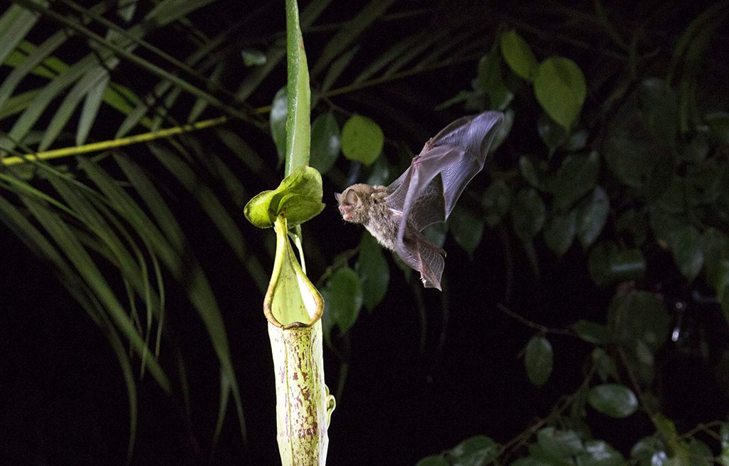 Photo du film Our Planet