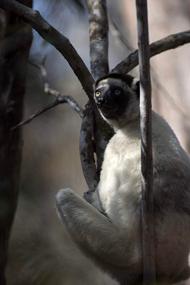 Photo du film Our Planet