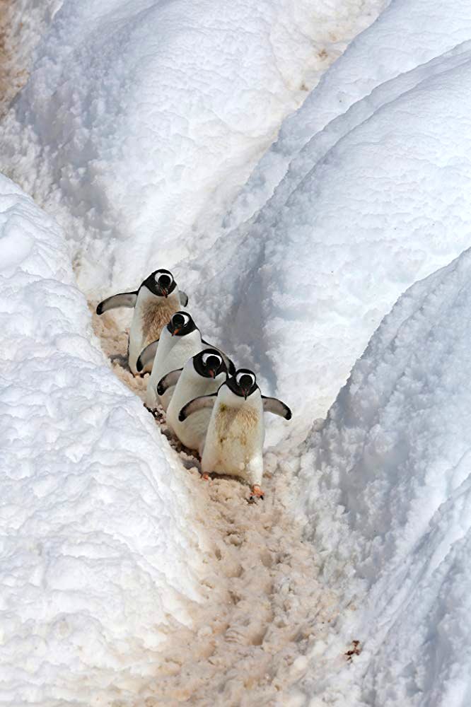 Photo du film Our Planet