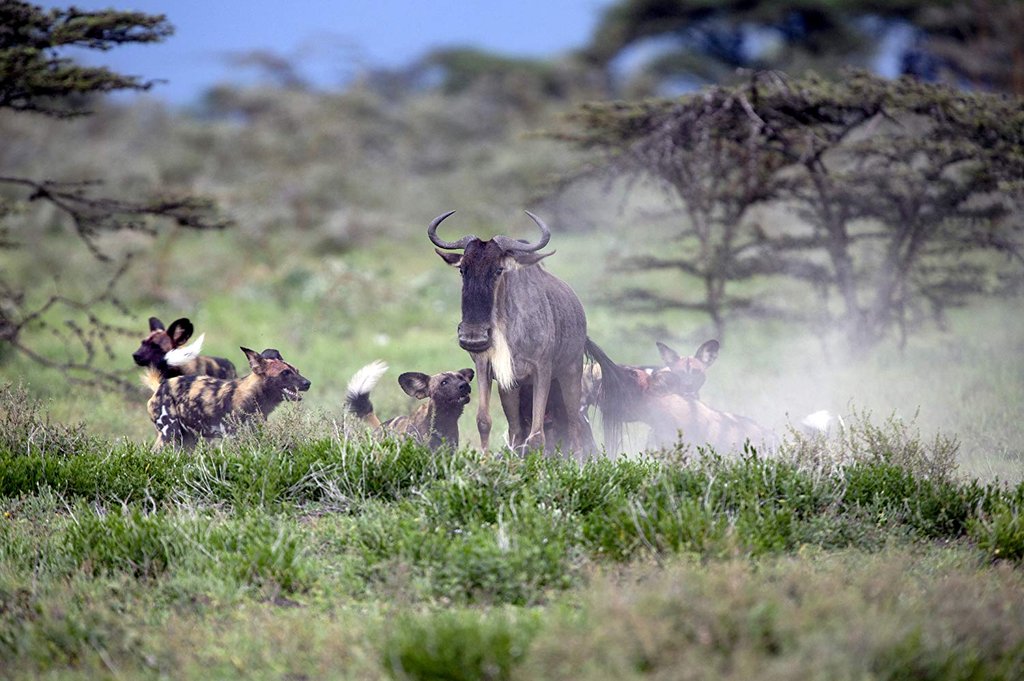 Photo du film Our Planet