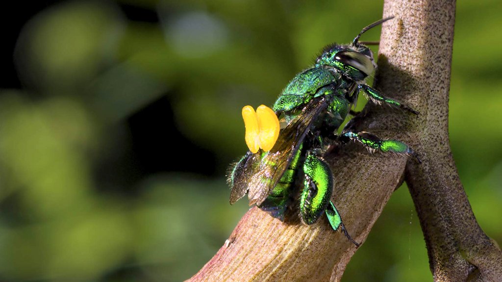 Photo du film Our Planet