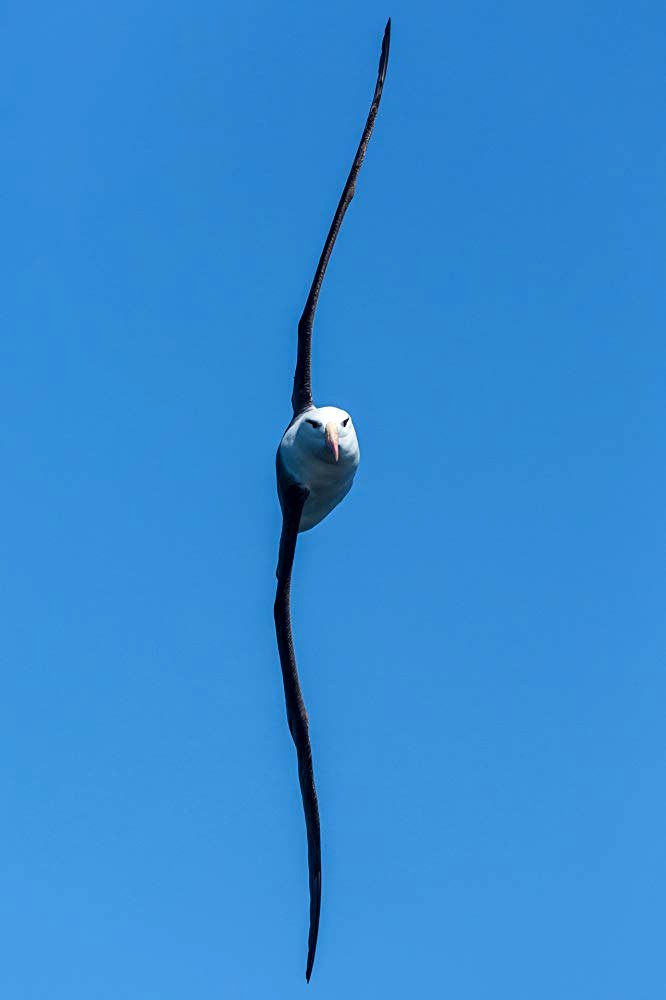 Photo du film Our Planet