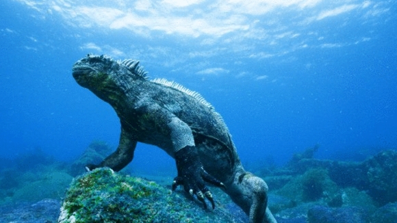 Photo from the movie Galapagos: Merveilles de la nature