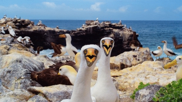 Photo from the movie Galapagos: Merveilles de la nature