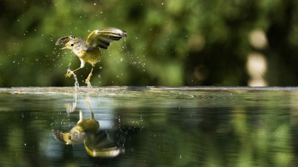 Photo from the movie Galapagos: Merveilles de la nature