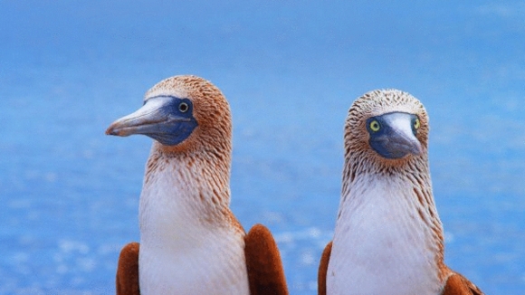 Photo from the movie Galapagos: Merveilles de la nature