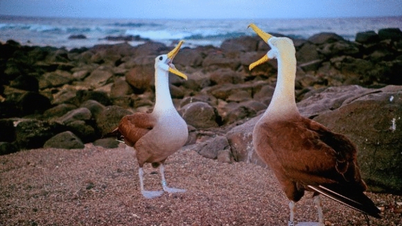 Photo from the movie Galapagos: Merveilles de la nature