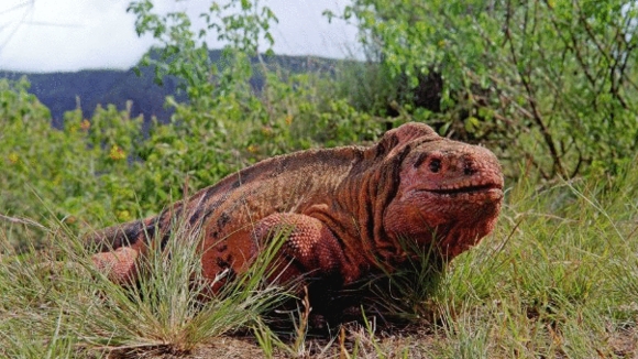 Photo from the movie Galapagos: Merveilles de la nature