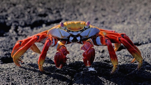 Photo from the movie Galapagos: Merveilles de la nature