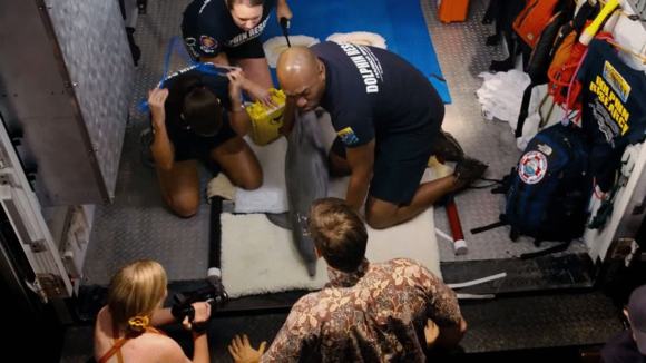 Photo du film Histoire de dauphin 2