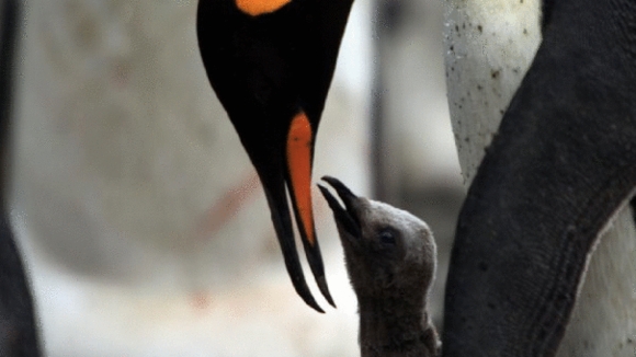 Photo from the movie Penguins