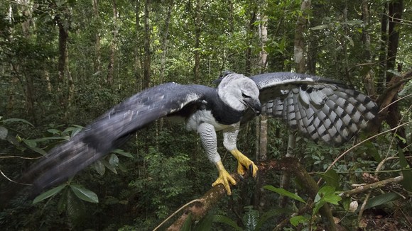 Photo from the movie Amazonia