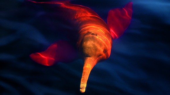 Photo from the movie Amazonia