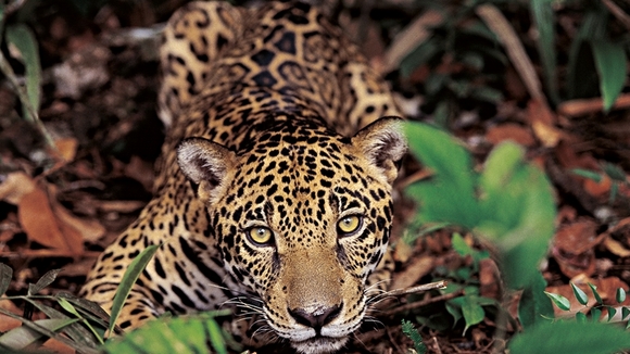 Photo from the movie Amazonia