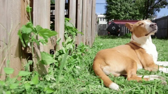 Photo from the movie Dog By Dog [2016]