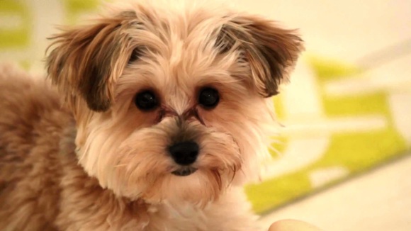 Photo from the movie Dog By Dog [2016]